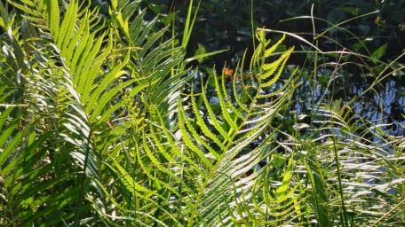 Lush Green Ferns by the Water's Edge wallpaper