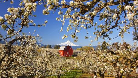 Springtime Splendor in Hood River wallpaper