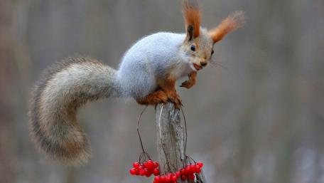 Adventurous Squirrel Perched atop a Berry-Laden Branch wallpaper