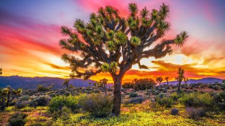Desert Paradise at Sunrise in Joshua Tree National Park wallpaper