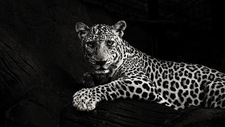 Majestic Leopard in Monochrome Elegance wallpaper