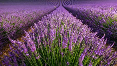 Lavender Fields Forever Captivating Beauty of Purple Blooms wallpaper