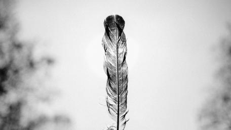 Black Feather wallpaper