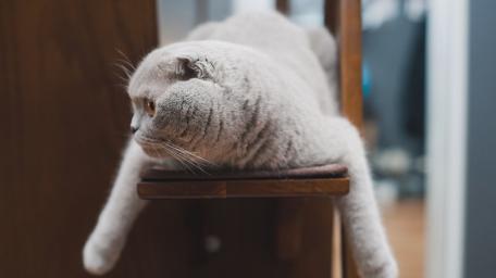 Relaxed British Shorthair Lounging on a Chair wallpaper