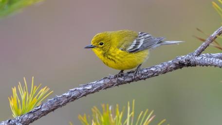 Vibrant Pine Warbler in Nature's Splendor wallpaper