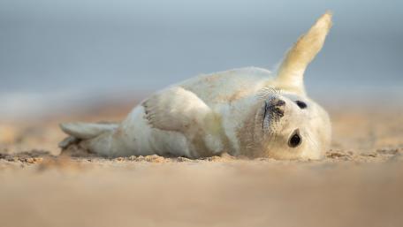 Seal Serenity on Sandy Shores wallpaper