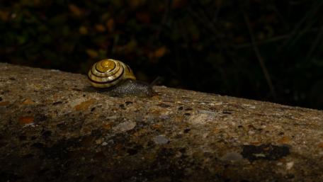Snail in Nature's Quiet Contemplation wallpaper
