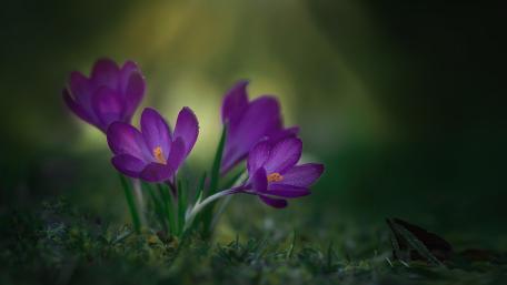 Crocuses Blooming in Serene Spring Light wallpaper