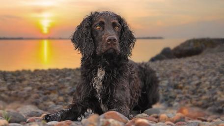 Majestic Boykin Spaniel at Sunset Beach wallpaper