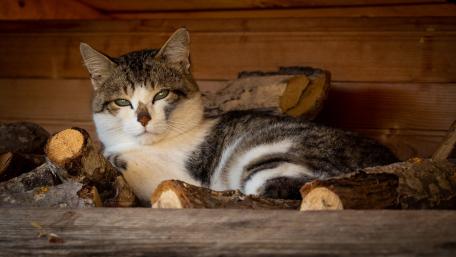 Serene Feline Resting on Logs wallpaper