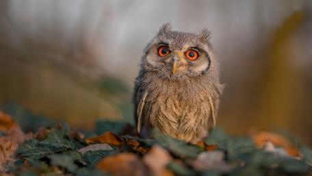 Owl Amidst Autumn Leaves in 5K Clarity wallpaper