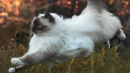 Furry Feline in Mid-Air Wonder wallpaper