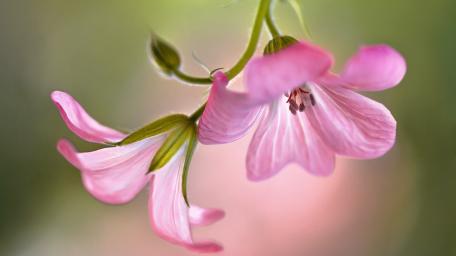 Delicate Pink Blooms in Soft Focus Magic wallpaper