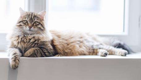 Siberian Cat Elegance by the Window wallpaper