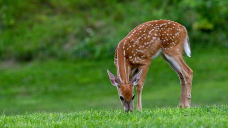 Graceful Fawn in Serene Meadow wallpaper