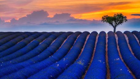 Lavender Fields at Dusk with Lone Tree wallpaper