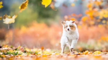 Autumn Adventure with Energetic Puppy wallpaper