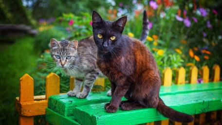 Curious Cats in a Vibrant Garden wallpaper