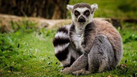 Lemur Catta Resting on Green Grass wallpaper
