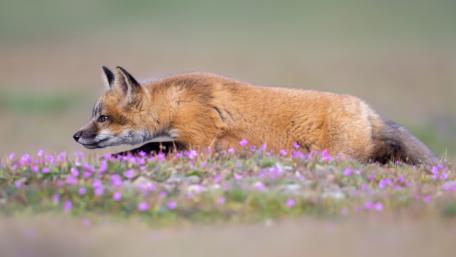 Red Fox Amidst Purple Blooms wallpaper