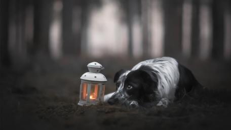 Magical Forest Moment with Border Collie wallpaper