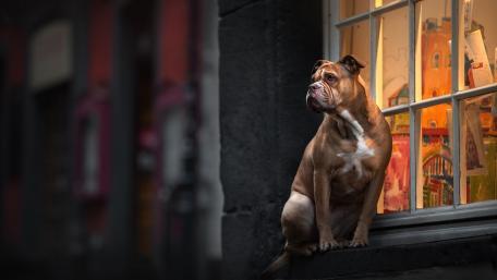 Guard Dog at the Window wallpaper