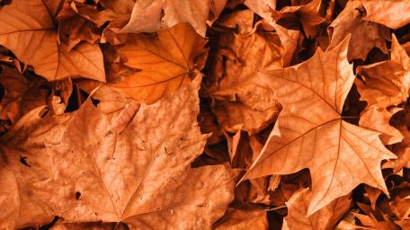 Autumn's Embrace Vibrant Leafy Tapestry wallpaper