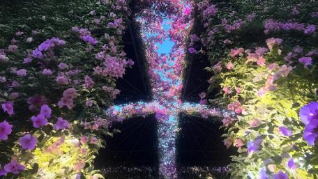 Vibrant Bougainvillea Blossom Pathway wallpaper