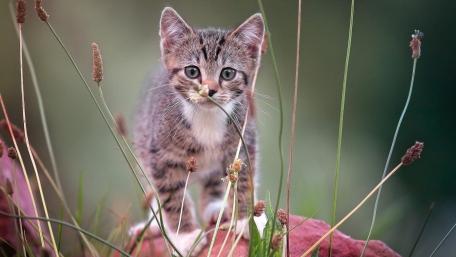 Striped Kitten in a Natural Setting wallpaper