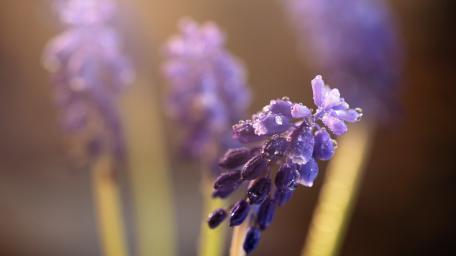 Muscari Blossom Close-Up with Soft Focus Effect wallpaper