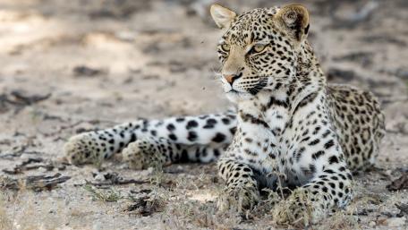 Majestic African Leopard in Natural Habitat wallpaper