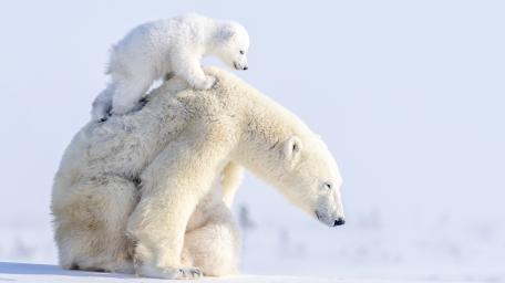 Gentle Giants in Arctic Embrace wallpaper