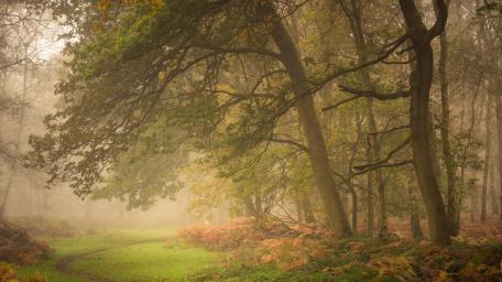 Enchanted Forest in Morning Mist wallpaper