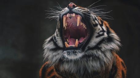 Roaring Majesty of the Bengal Tiger wallpaper