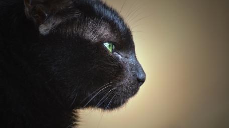 Black Cat's Mysterious Gaze wallpaper