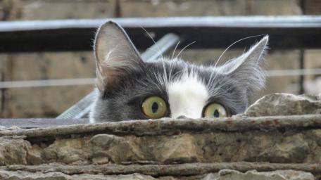 Curious Cat Peekaboo Adventure wallpaper