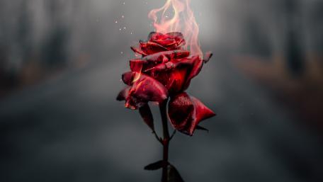 Flaming Rose of Passion and Drama wallpaper