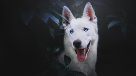 Enchanting White Dog Amidst Nature's Shadows wallpaper