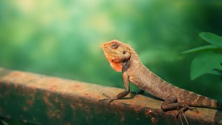 Vibrant Lizard Basking in Nature's Glow wallpaper