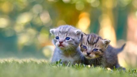 Adorable Kittens in a Sunny Meadow wallpaper
