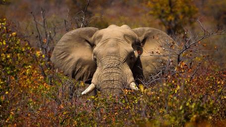 Majestic Elephant in Autumn Wilderness wallpaper