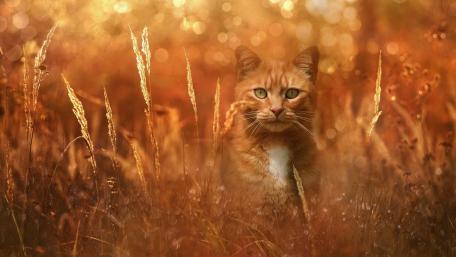 Golden Fields and Feline Grace wallpaper
