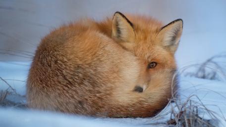 Fox Nestled in Winter's Embrace wallpaper