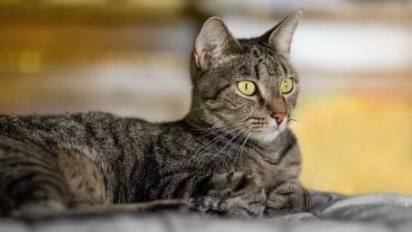 Serene Feline Gracefulness in Focus wallpaper