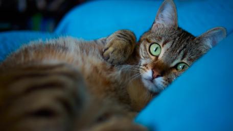 Cozy Cat Dreaming in Blue Ambiance wallpaper