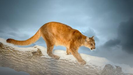 Majestic Puma in Snowy Wilderness wallpaper