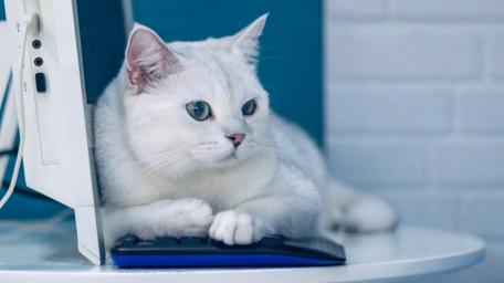Cozy White Cat Relaxing Indoors wallpaper