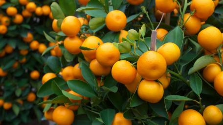 Clementine Grove Bliss in 4K wallpaper