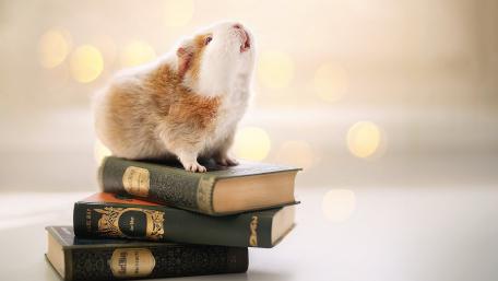 Guinea Pig in a Literary Wonderland wallpaper