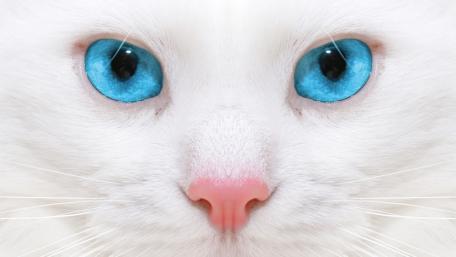 Mystical Gaze of a White Feline wallpaper